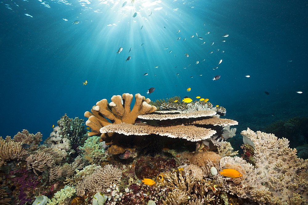 Hard Coral Reef, Komodo National Park, Indonesia