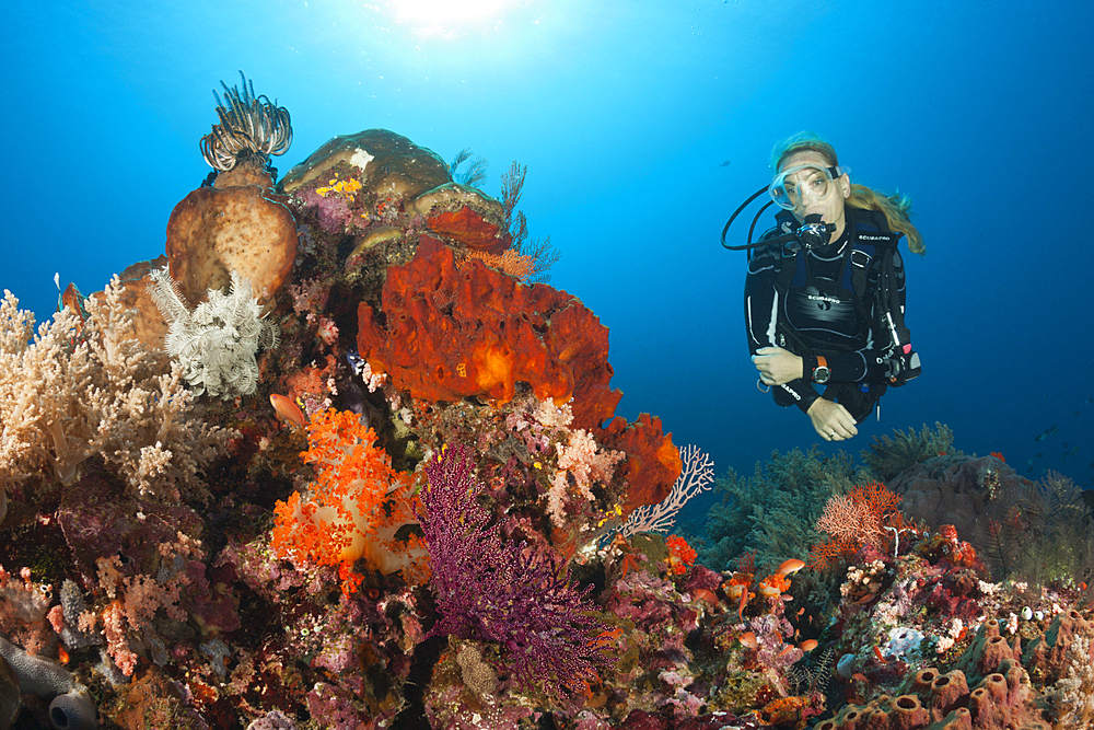 Scuba Diver and Coral Reef, Komodo National Park, Indonesia