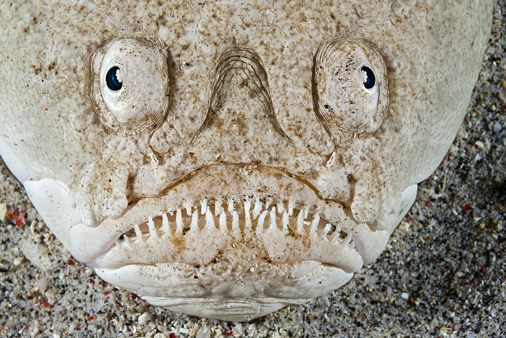 Whitemargin Stargazer, Uranoscopus sulphureus, Komodo National Park, Indonesia