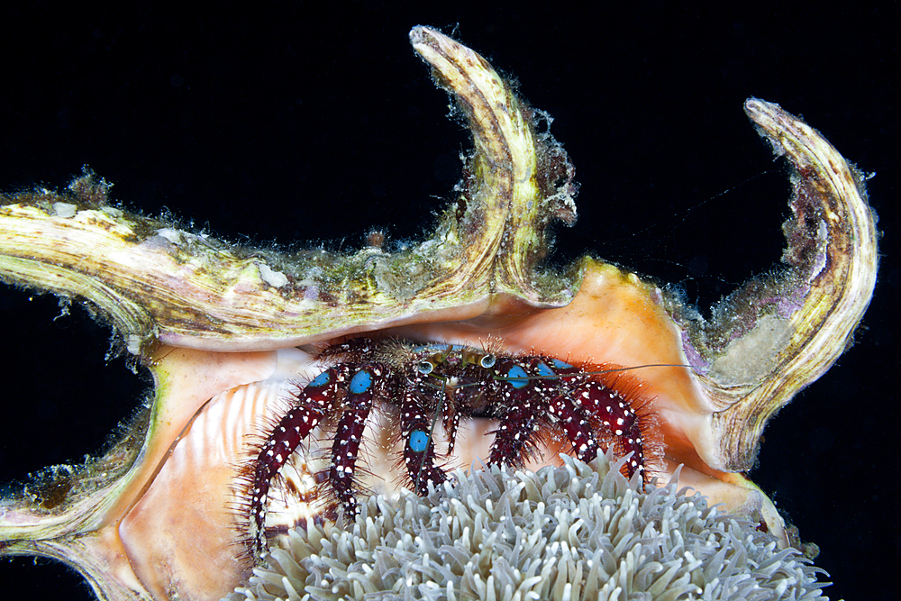 Blue-knee Hermit Crab, Dardanus guttatus, Komodo National Park, Indonesia