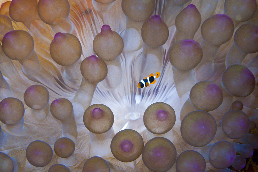 Juvenil Clarks Anemonefish in Bubble Sea Anemone, Amphiprion clarkii, Komodo National Park, Indonesia