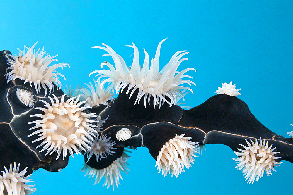 Colonial Sea Sea Anemones, Nemanthus annamensis, Komodo National Park, Indonesia