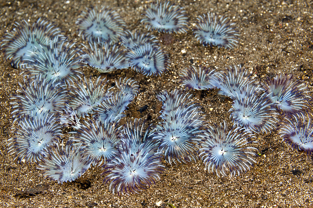 Fan Worms on sandy Bottom, Sabellastarte sp., Komodo National Park, Indonesia