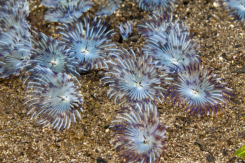 Fan Worms on sandy Bottom, Sabellastarte sp., Komodo National Park, Indonesia