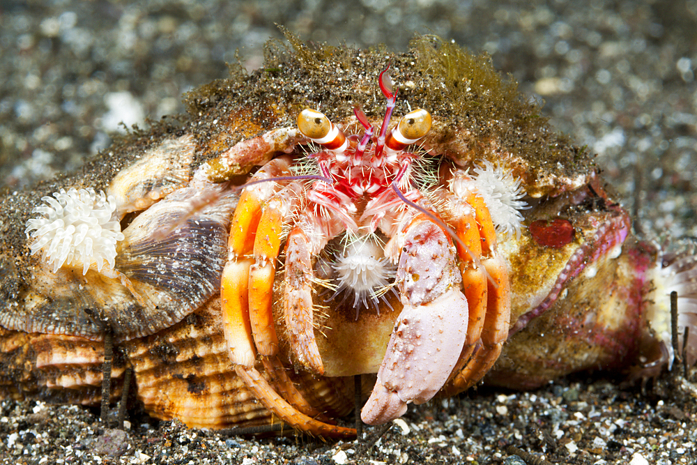 Anemone Hermit Crab, Dardanus pedunculatus, Komodo National Park, Indonesia