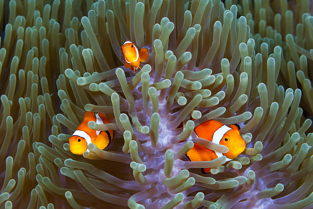 Clown Anemonefishes, Amphiprion ocellaris, Komodo National Park, Indonesia