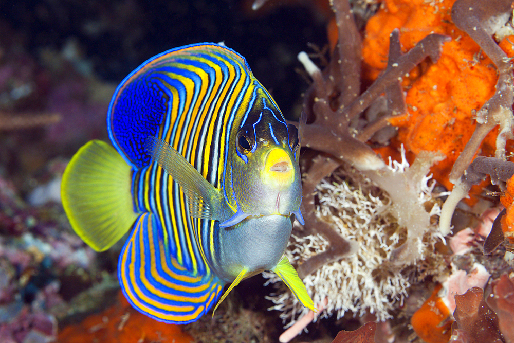 Royal Angelfish, Pygoplites diacanthus, Komodo National Park, Indonesia