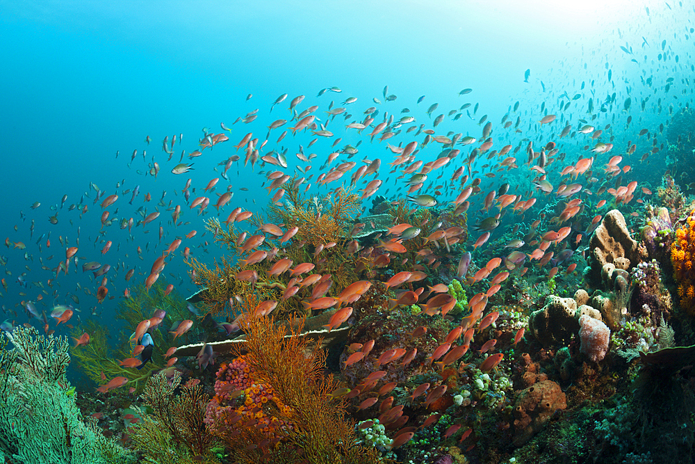 Anthias over Coral Reef, Pseudanthias squamipinnis, Komodo National Park, Indonesia