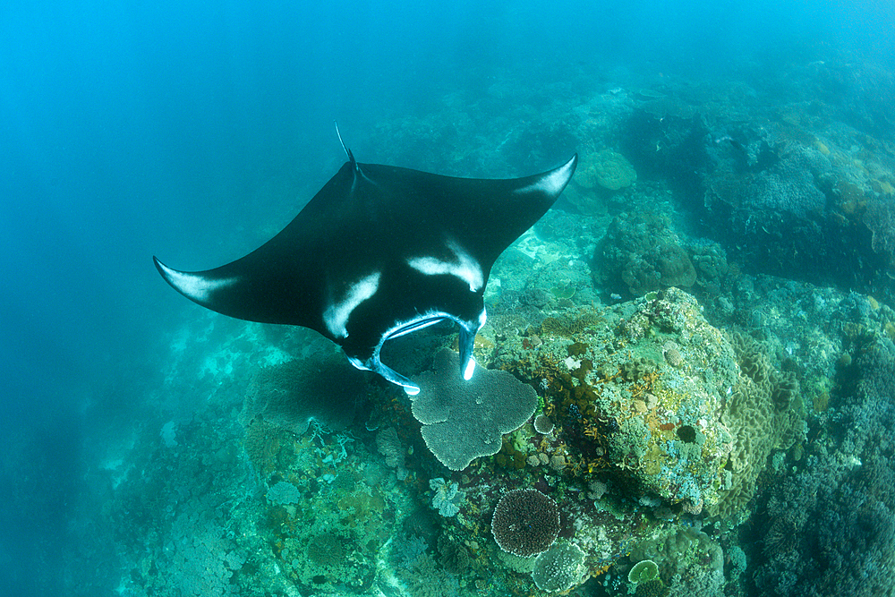 Reef Manta, Manta alfredi, Komodo National Park, Indonesia