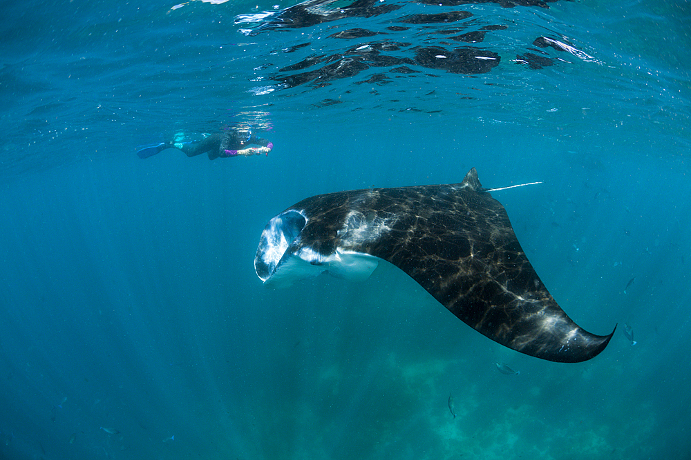 Reef Manta, Manta alfredi, Komodo National Park, Indonesia