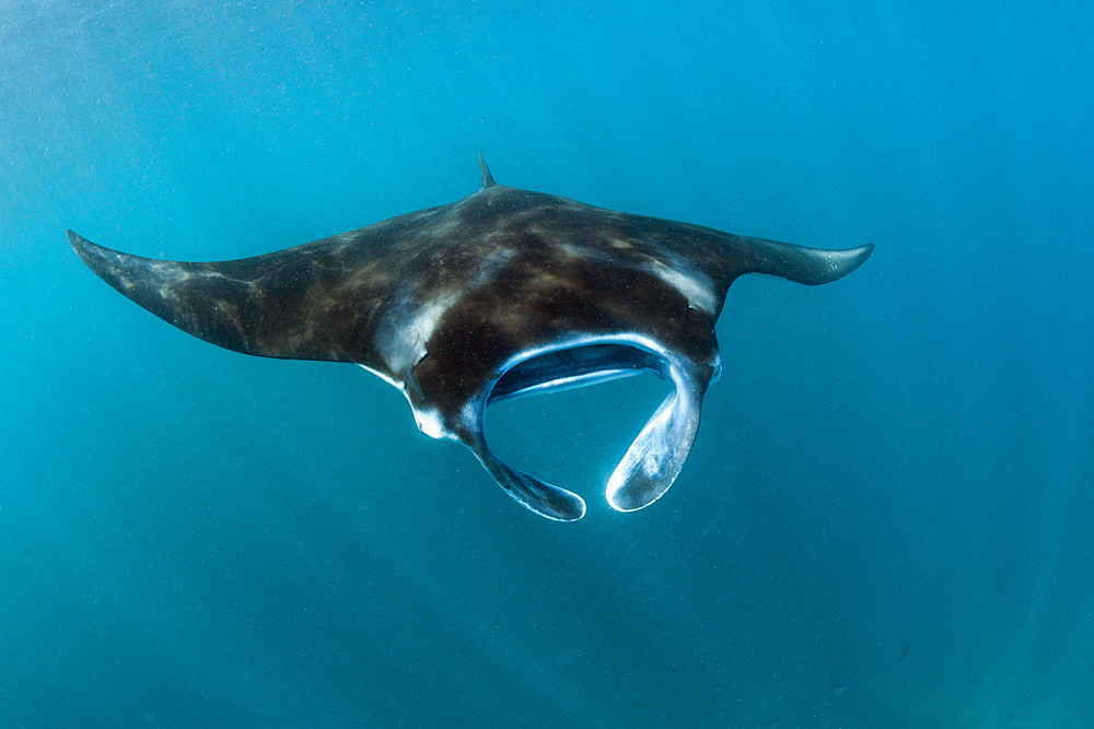 Reef Manta, Manta alfredi, Komodo National Park, Indonesia