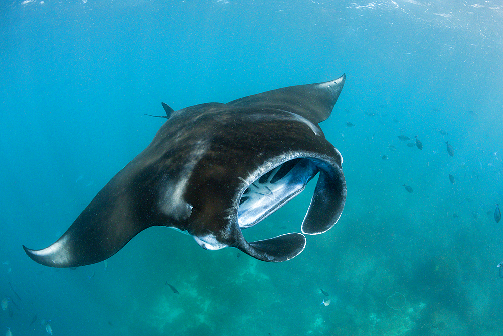 Reef Manta, Manta alfredi, Komodo National Park, Indonesia