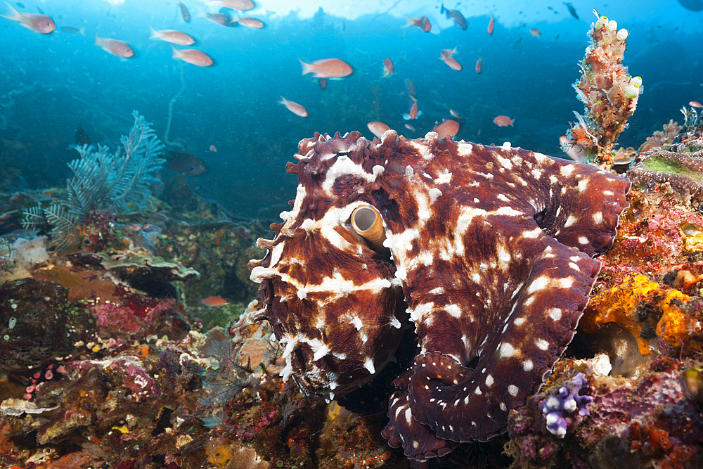 Day Octopus, Octopus cyanea, Komodo National Park, Indonesia