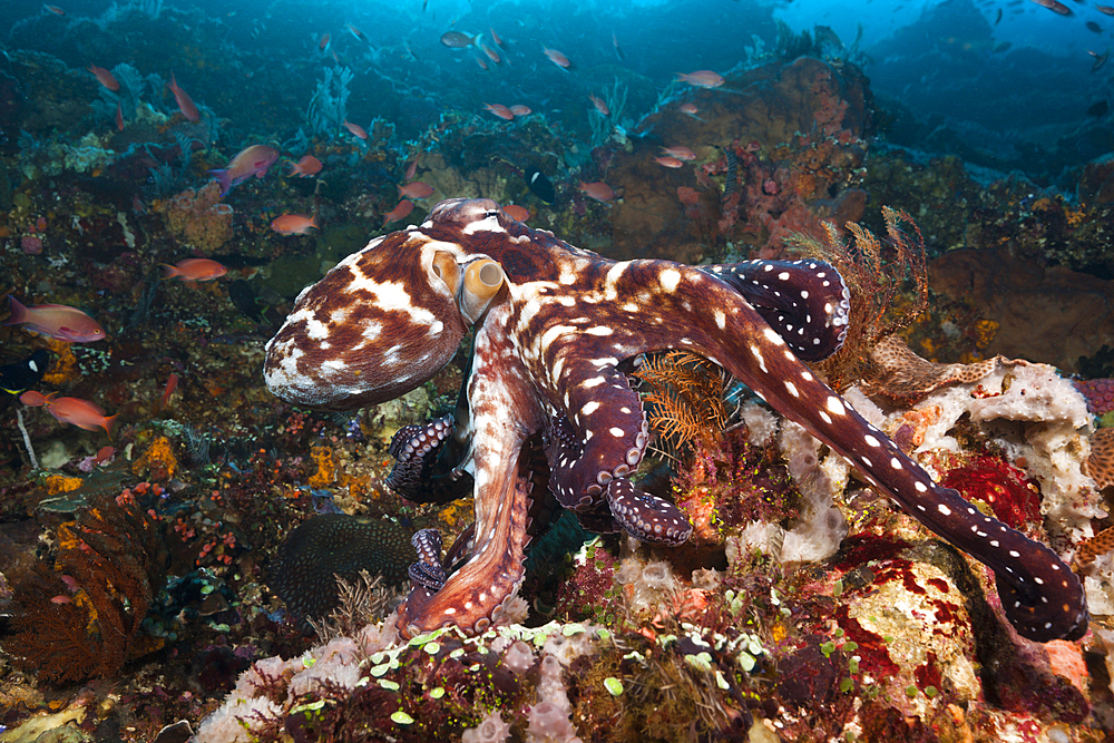 Day Octopus, Octopus cyanea, Komodo National Park, Indonesia