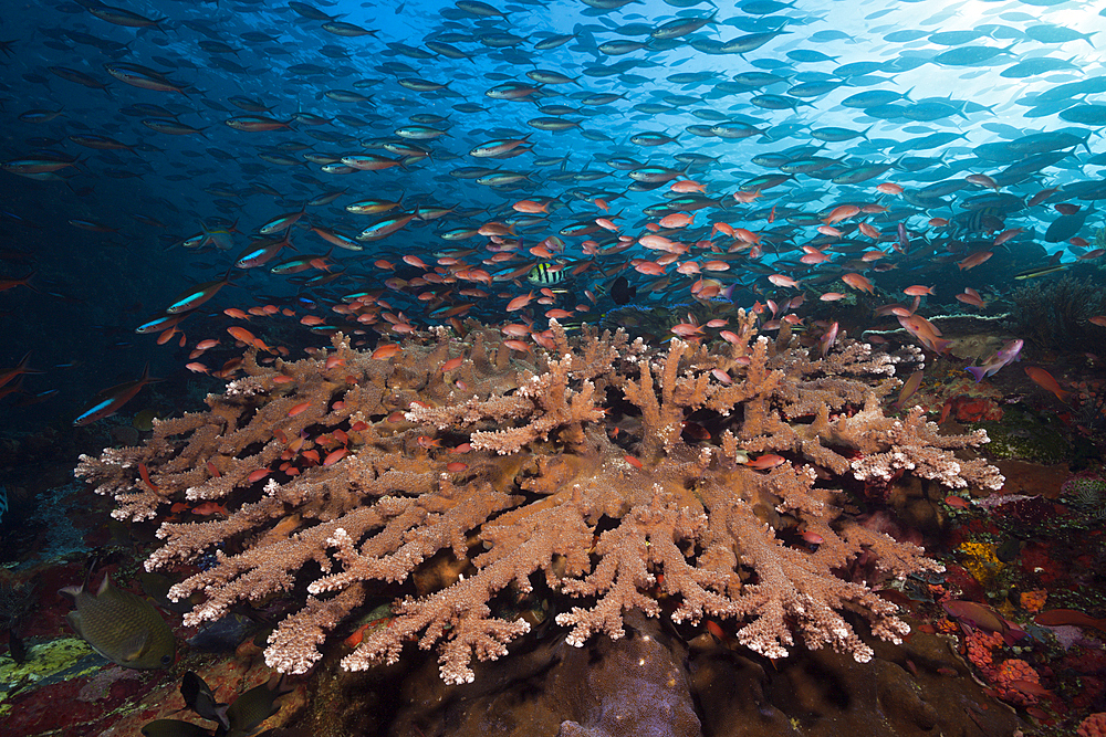 Neon Fusiliers over Coral Reef, Pterocaesio tile, Komodo National Park, Indonesia