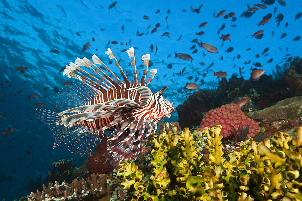 Lionfish in Coral Reef, Pterois volitans, Komodo National Park, Indonesia