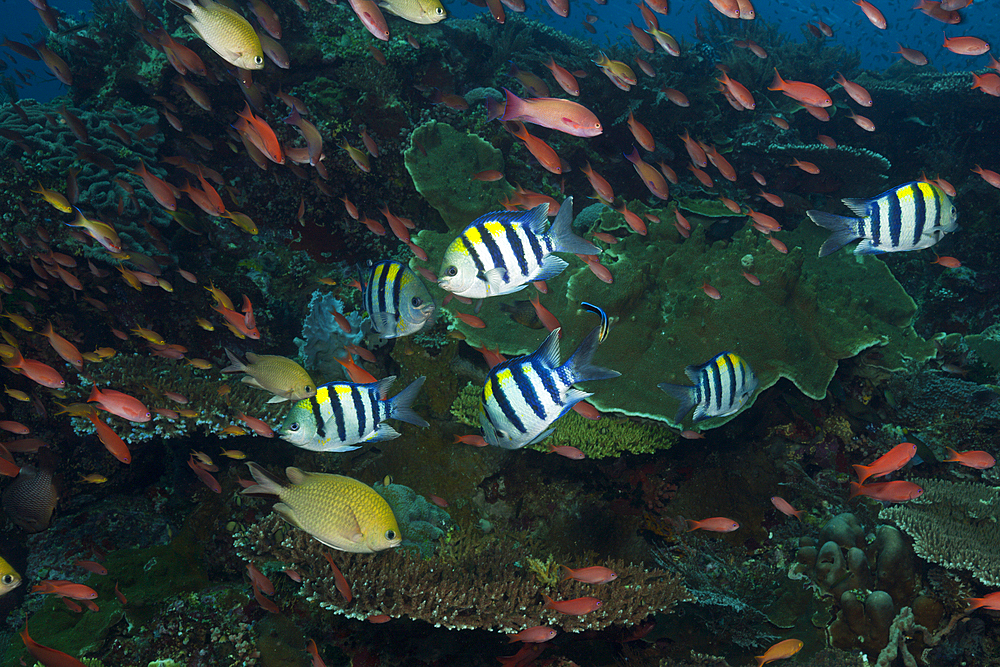 Coral Fishes over Reef, Komodo National Park, Indonesia