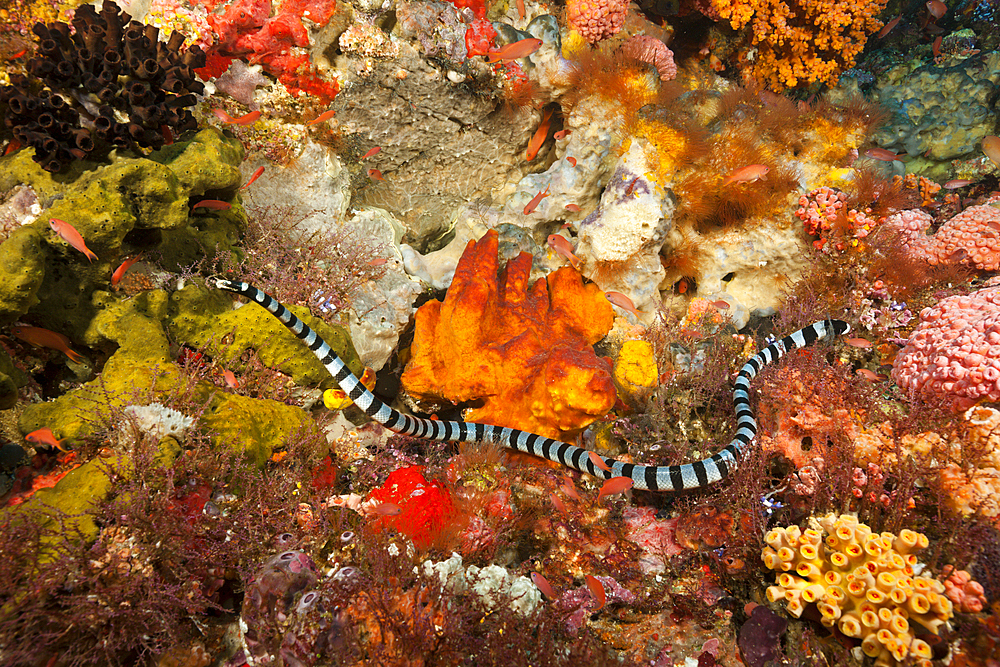 Banded Sea Snake, Laticauda colubrina, Komodo National Park, Indonesia