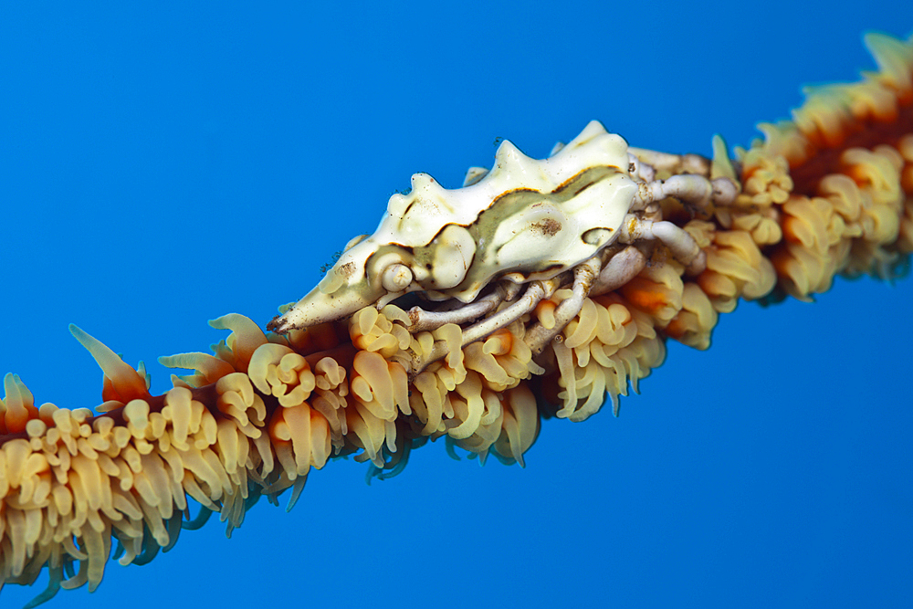 Wire Coral Spider Crab, Xenocarcinus conicus, Komodo National Park, Indonesia