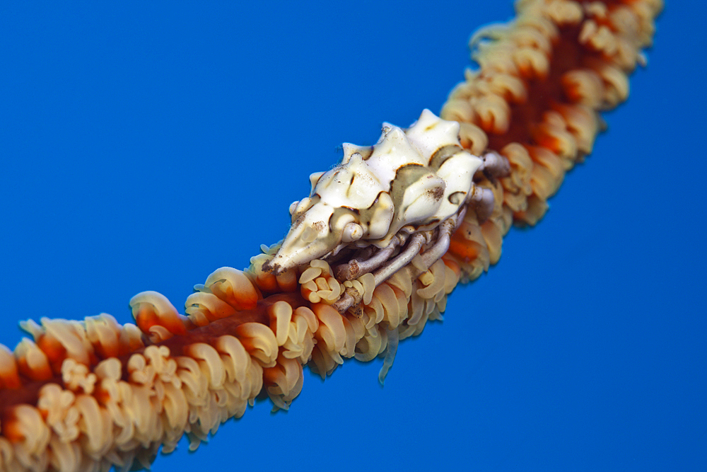 Wire Coral Spider Crab, Xenocarcinus conicus, Komodo National Park, Indonesia