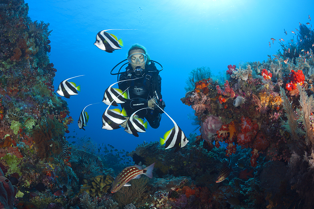 Scuba diver over Coral Reef, Komodo National Park, Indonesia