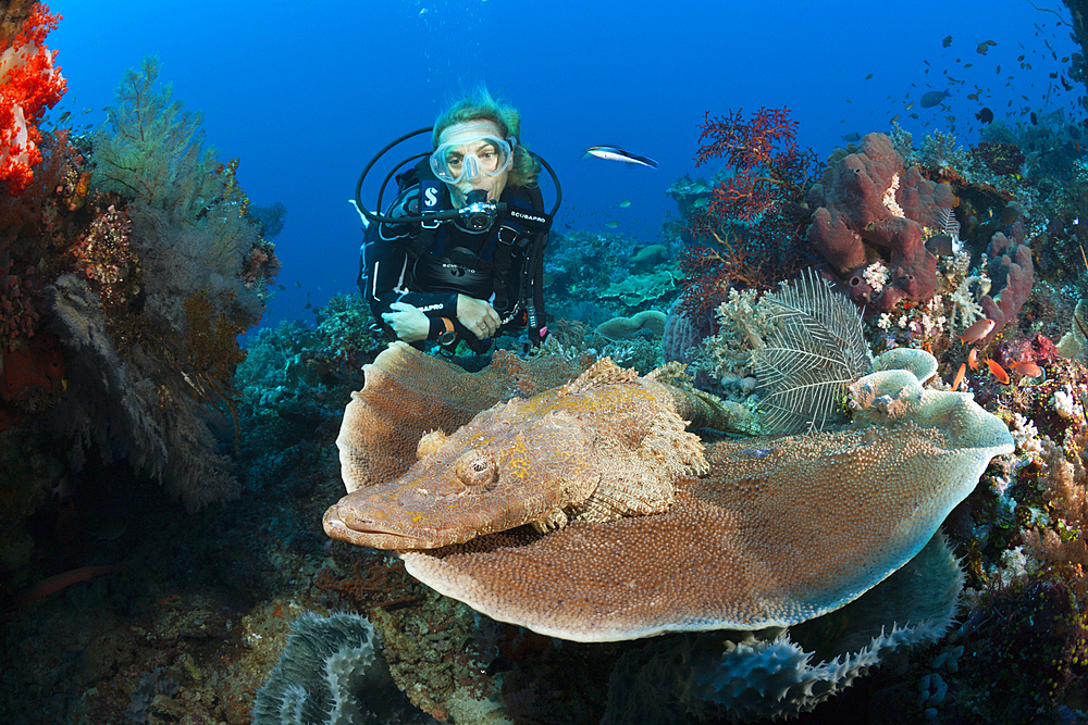 Beauforts Crocodilefish and Scuba diver, Cymbacephalus beauforti, Komodo National Park, Indonesia