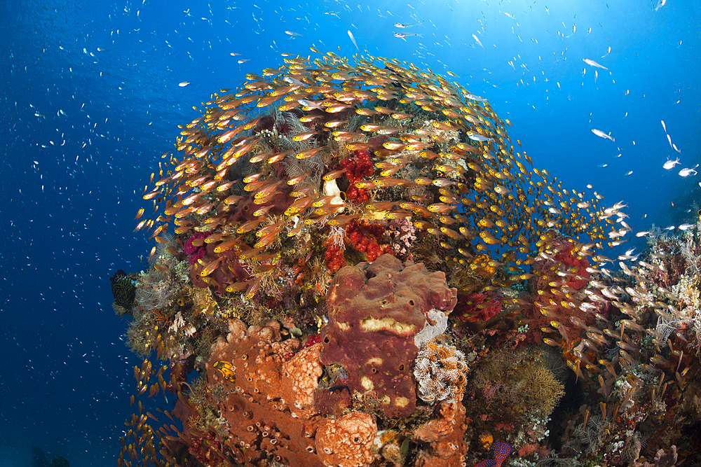 Glassy Sweepers in Coral Reef, Parapriacanthus ransonneti, Komodo National Park, Indonesia