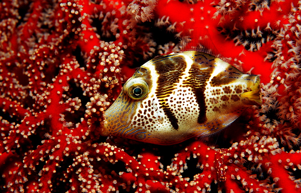 Black-saddled puffer, Canthigaster valentini, Indonesia, Indian Ocean, Komodo National Park