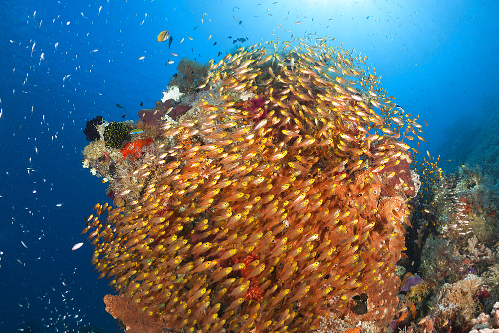 Glassy Sweepers in Coral Reef, Parapriacanthus ransonneti, Komodo National Park, Indonesia