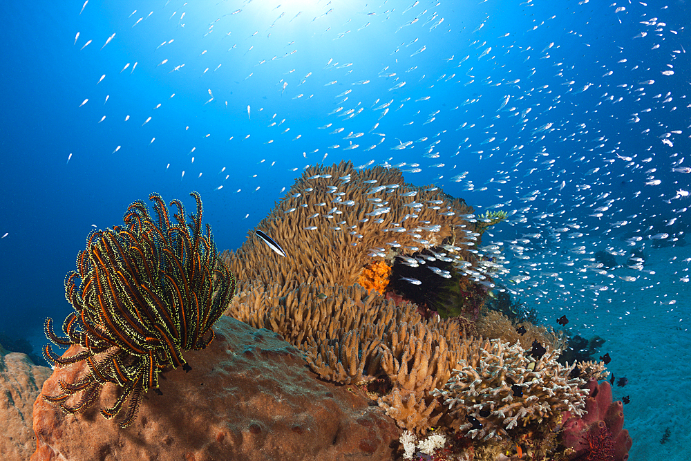 Glassy Sweepers in Coral Reef, Parapriacanthus ransonneti, Komodo National Park, Indonesia