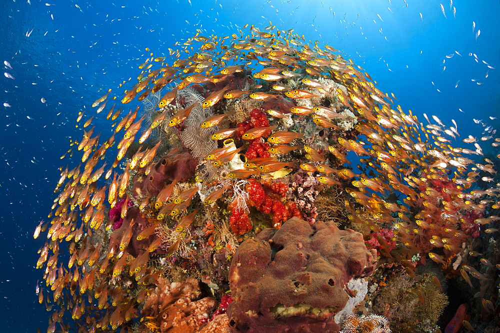 Glassy Sweepers in Coral Reef, Parapriacanthus ransonneti, Komodo National Park, Indonesia