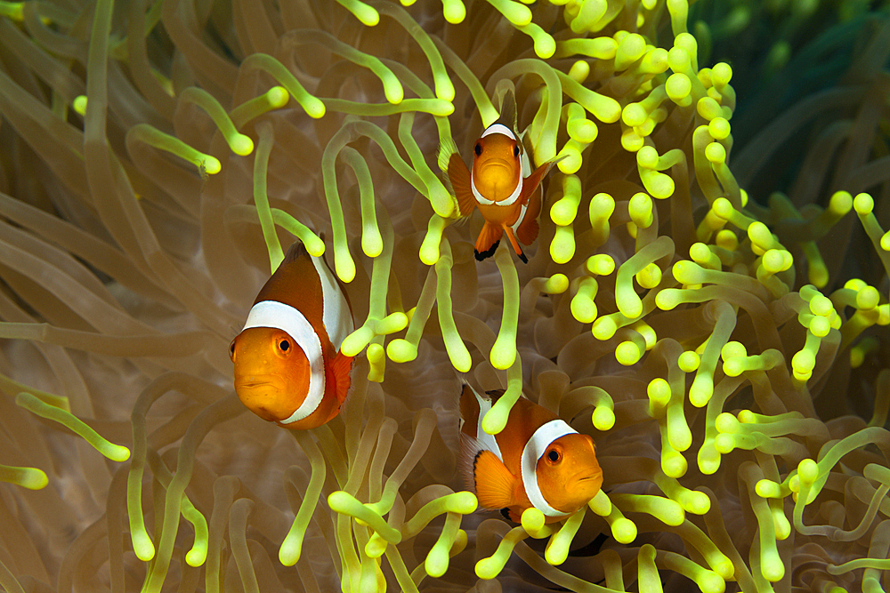 Clown Anemonefishes, Amphiprion ocellaris, Bali, Indonesia