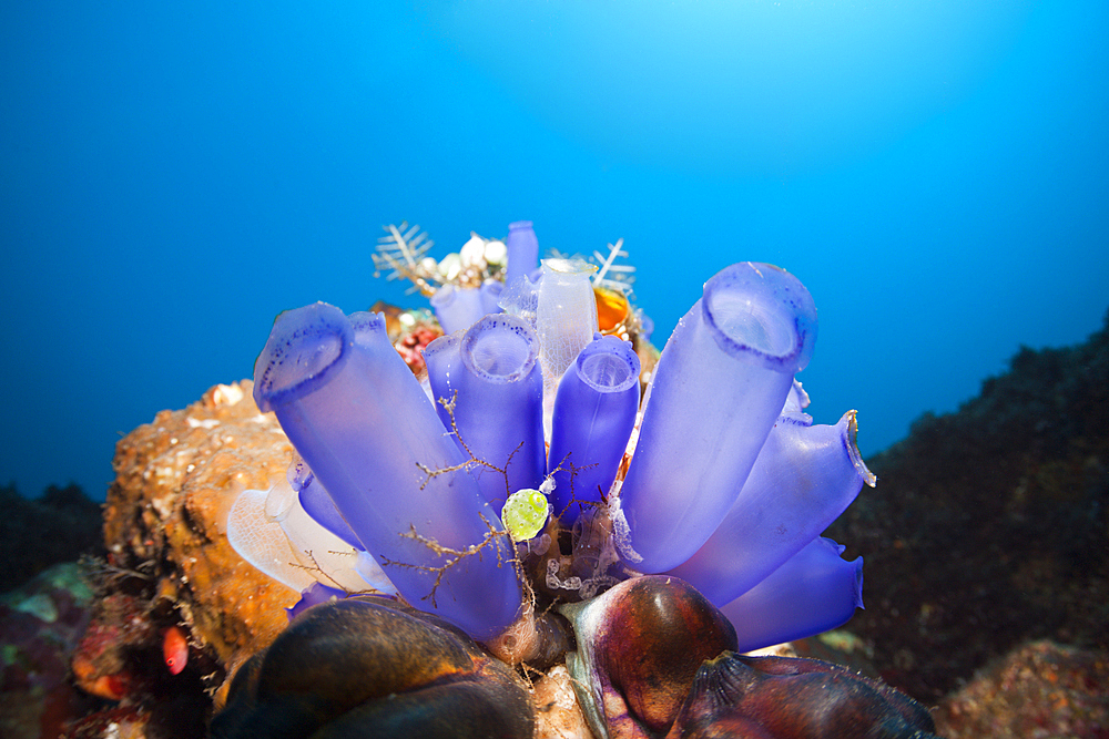 Blue Tunicates in Coral Reef, Rhopalaea morph, Bali, Indonesia