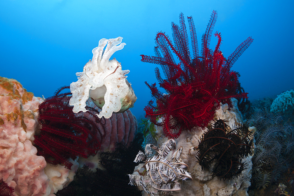 Broadclub Cuttlefish, Sepia latimanus, Bali, Indonesia