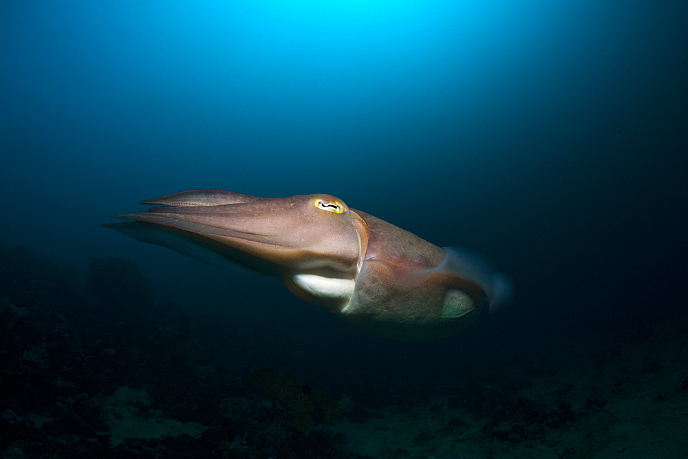 Broadclub Cuttlefish, Sepia latimanus, Bali, Indonesia