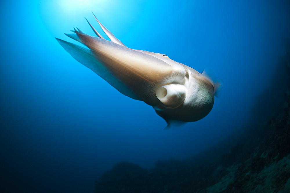 Broadclub Cuttlefish, Sepia latimanus, Bali, Indonesia