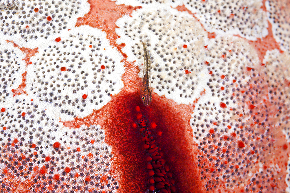 Ghost Goby on Starfish, Bryaninops sp., Bali, Indonesia