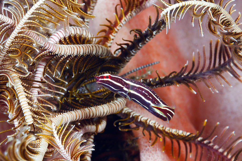 Crinoid Clingfish, Discotrema crinophila, Bali, Indonesia