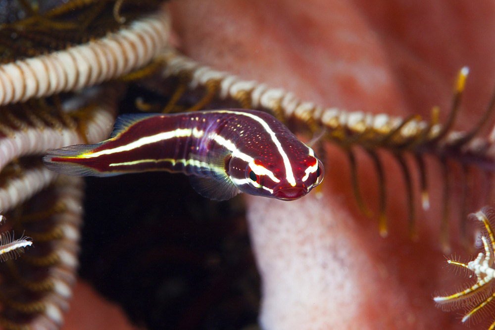 Crinoid Clingfish, Discotrema crinophila, Bali, Indonesia