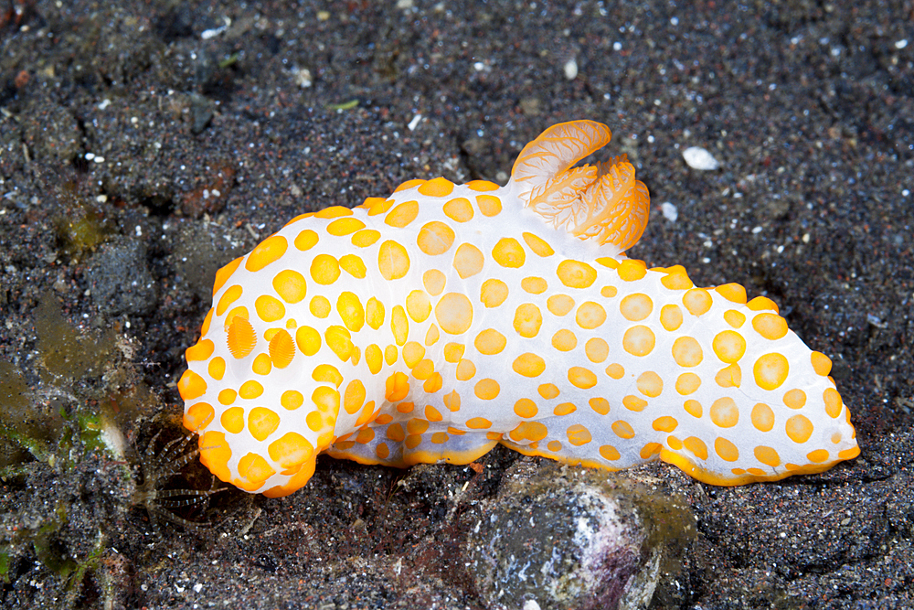 Yellow Dorid Nudibranch, Gymnodoris rubropapulosa, Bali, Indonesia