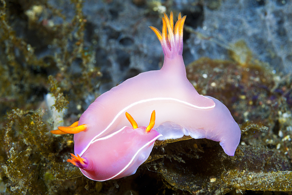 Pink Dorid Nudibranch, Hypselodoris bullockii, Bali, Indonesia