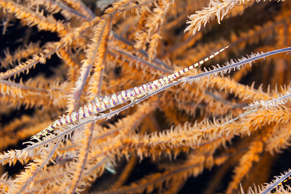 Needle Shrimp on Black Coral, Tozeuma armatum, Bali, Indonesia