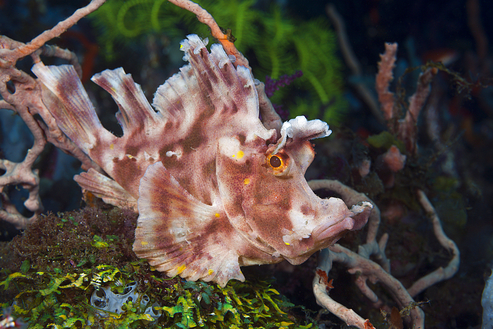 Paddle-flap Scorpionfish, Rhinopias eschmeyeri, Bali, Indonesia