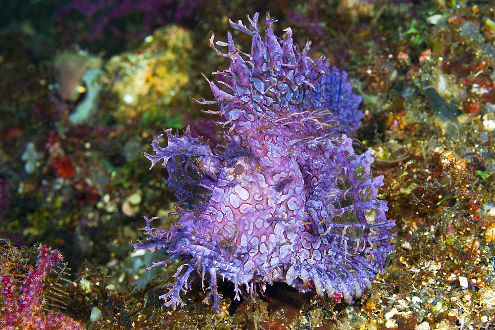 Weedy Scorpionfish, Rhinopias frondosa, Bali, Indonesia