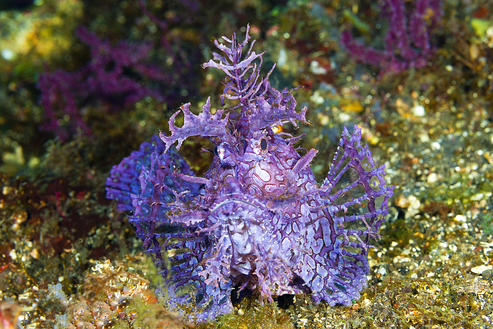 Weedy Scorpionfish, Rhinopias frondosa, Bali, Indonesia