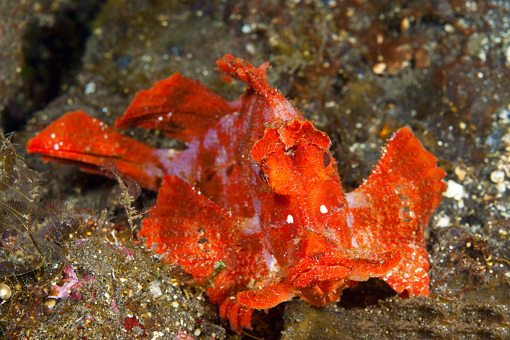 Paddle-flap Scorpionfish, Rhinopias eschmeyeri, Bali, Indonesia