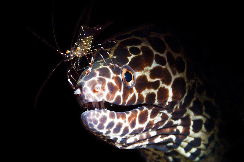 Honeycomb Moray cleaned by Shrimp, Gymnothorax isingteena, Bali, Indonesia