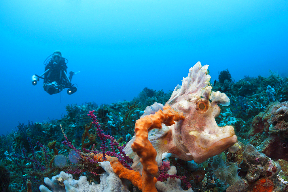 Paddle-flap Scorpionfish, Rhinopias eschmeyeri, Bali, Indonesia