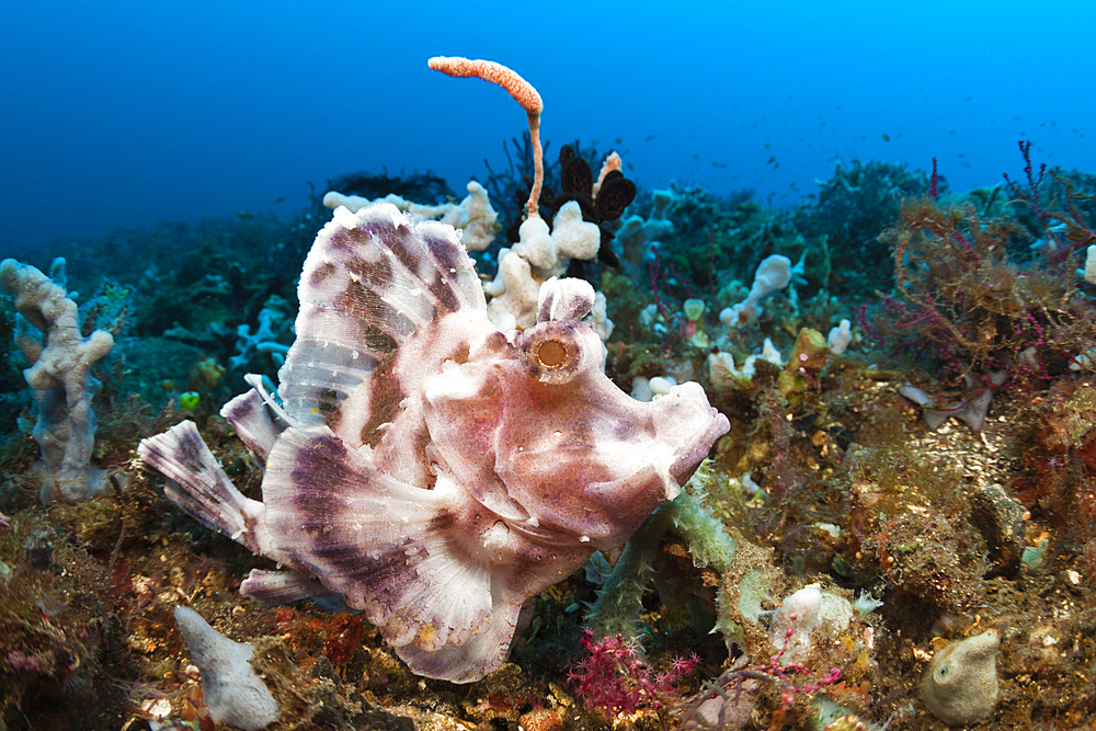 Paddle-flap Scorpionfish, Rhinopias eschmeyeri, Bali, Indonesia