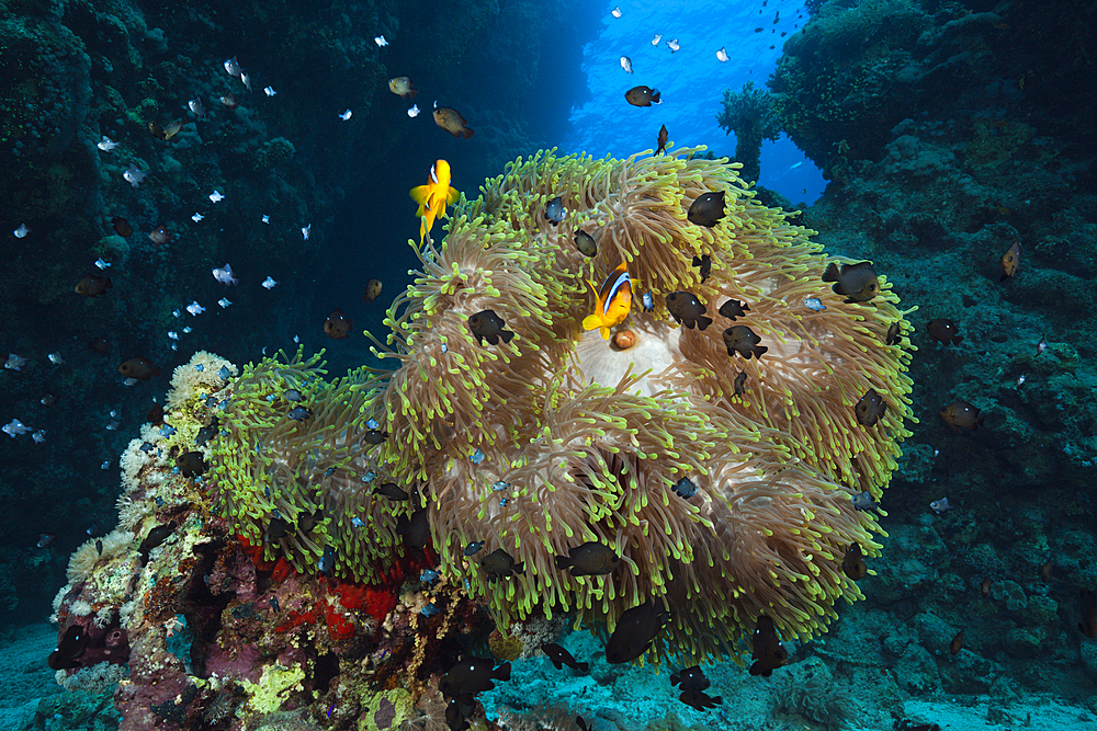 Twobar Anemonefish in Coral Reef, Amphiprion bicinctus, Red Sea, Dahab, Egypt